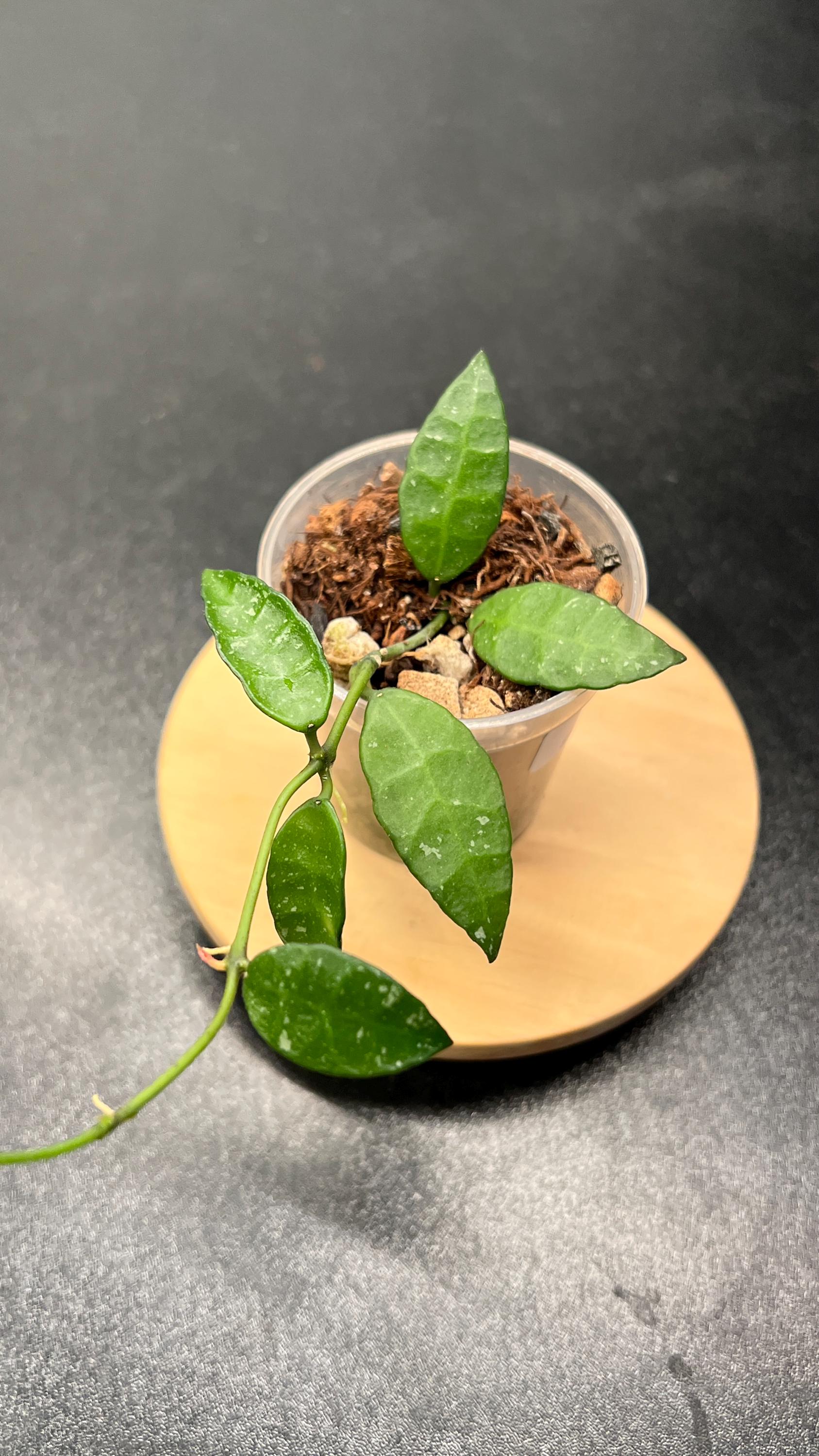 Hoya Lacunosa Ruffle Leaf SR 2010-055 Indoor Plant