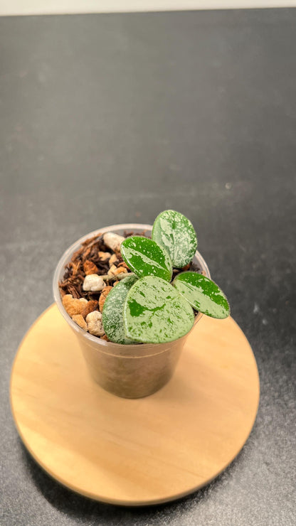 Hoya Mathilde Silver Indoor Plant