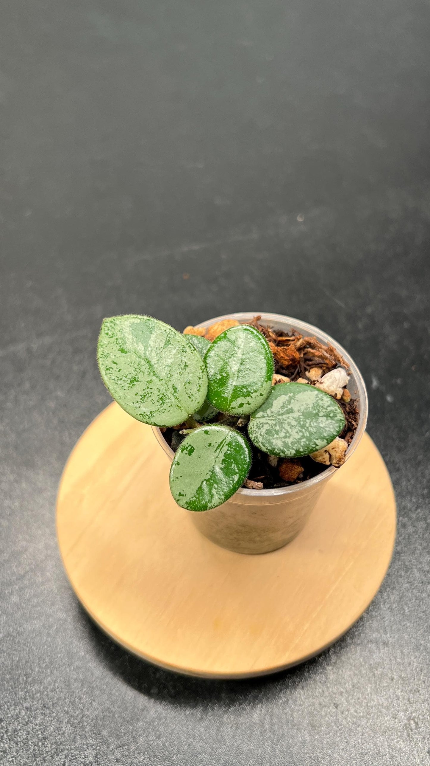 Hoya Mathilde Silver Indoor Plant
