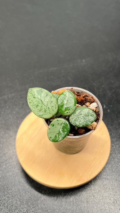 Hoya Mathilde Silver Indoor Plant