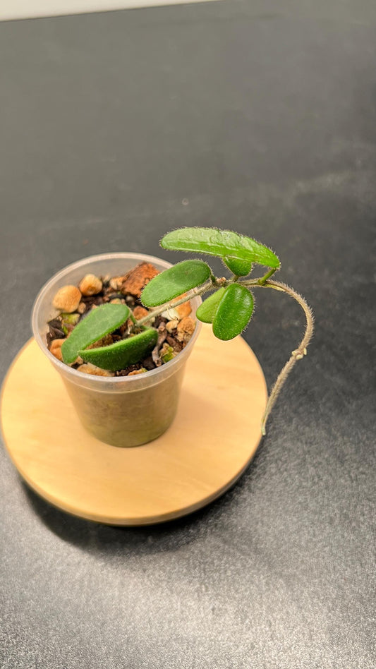Hoya Spectatissima Indoor Plant