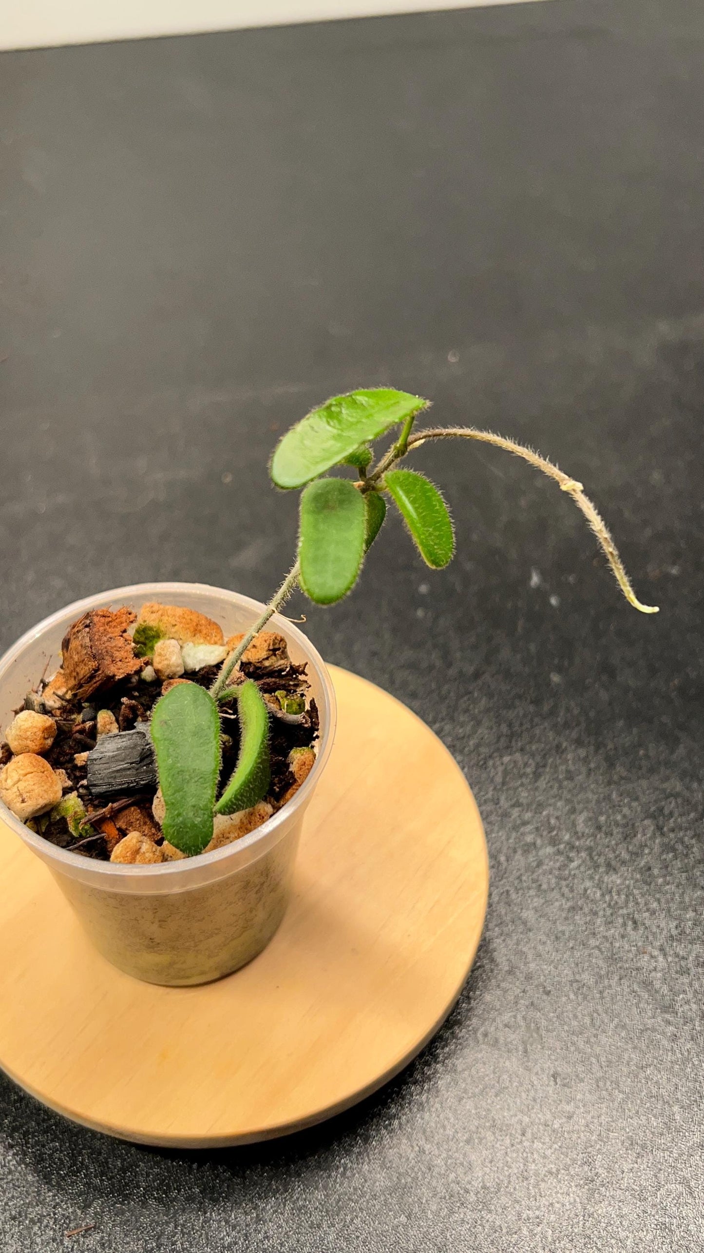 Hoya Spectatissima Indoor Plant