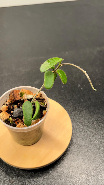 Hoya Spectatissima Indoor Plant