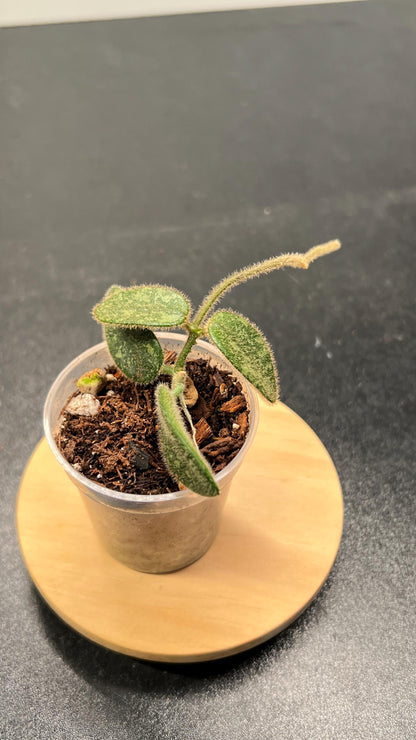 Hoya Thomsonii Splash Indoor Plant