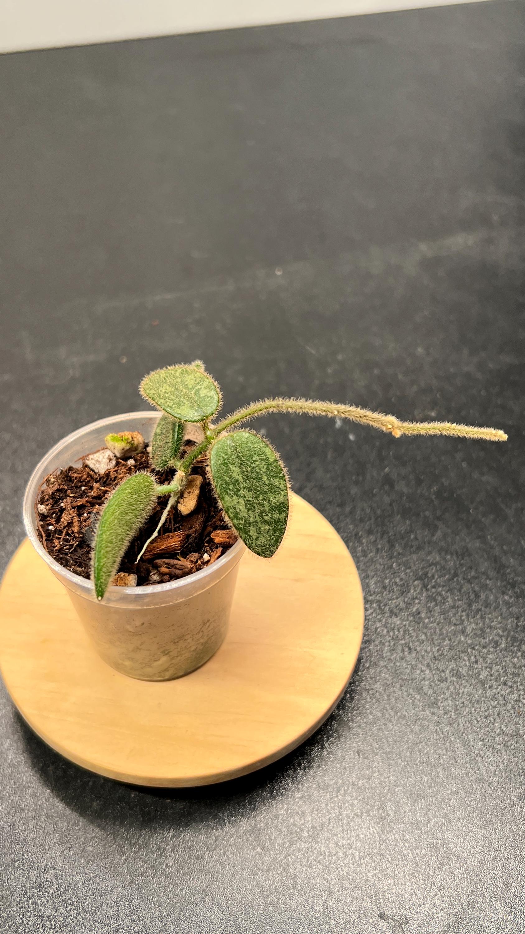 Hoya Thomsonii Splash Indoor Plant