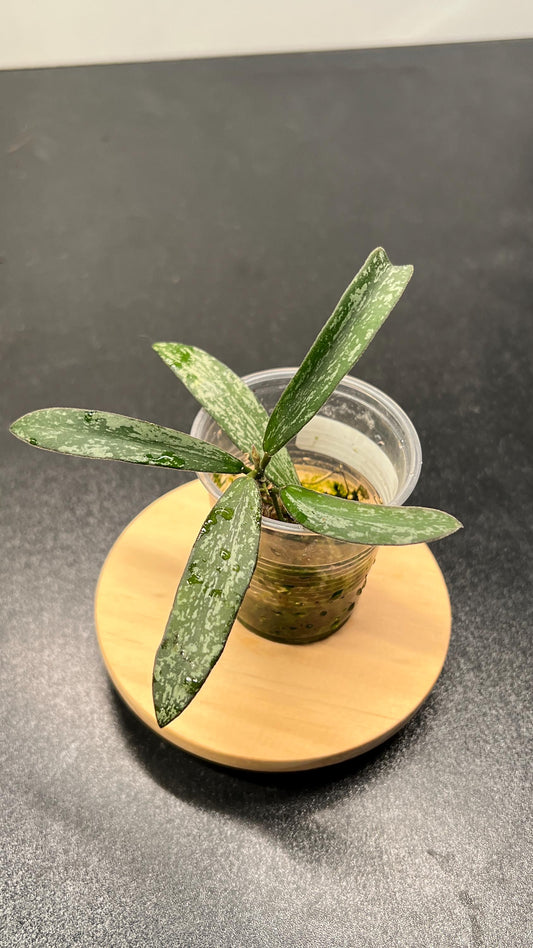 Hoya Sigillatis Indoor Plant