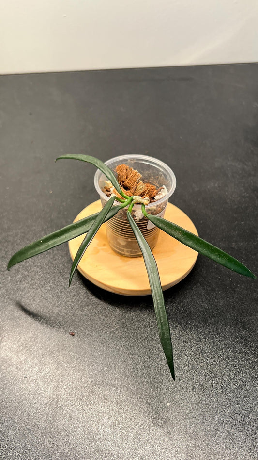 Hoya Shepherdii Indoor Plant