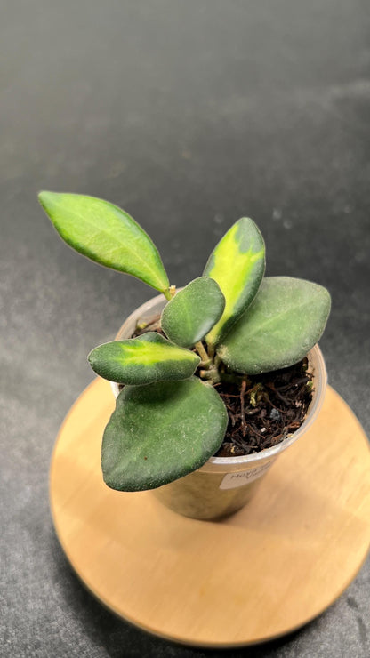 Hoya sp aff Burtoniae Variegated Indoor Plant