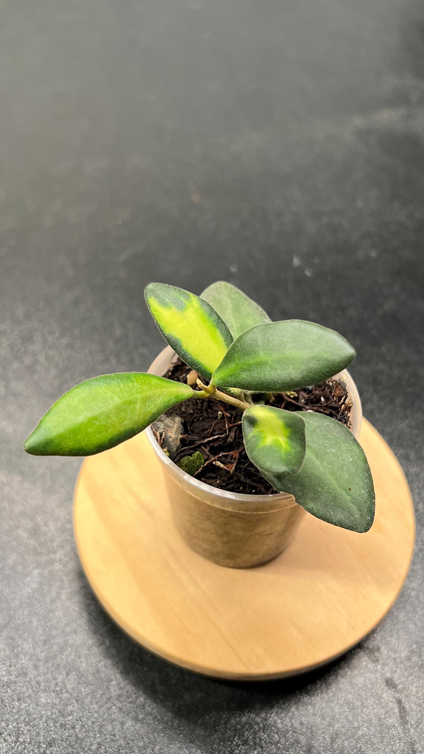 Hoya sp aff Burtoniae Variegated Indoor Plant