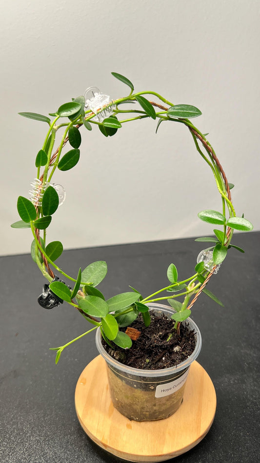 Hoya Cumingiana Indoor Plant