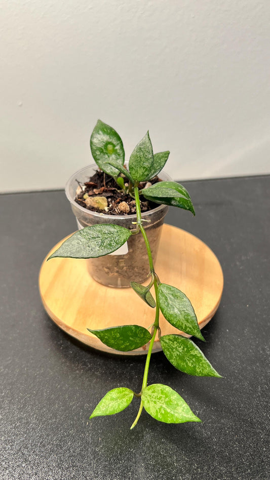 Hoya Lacunosa Black Pearl Indoor Plant