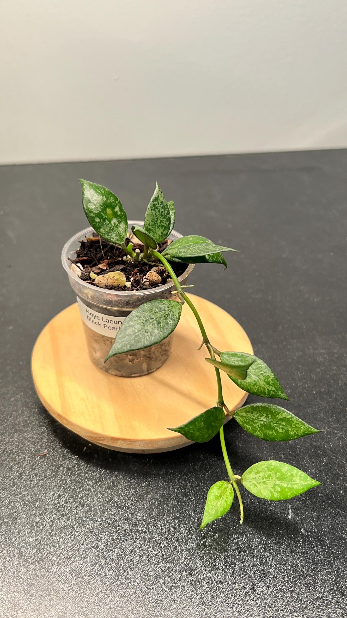 Hoya Lacunosa Black Pearl Indoor Plant