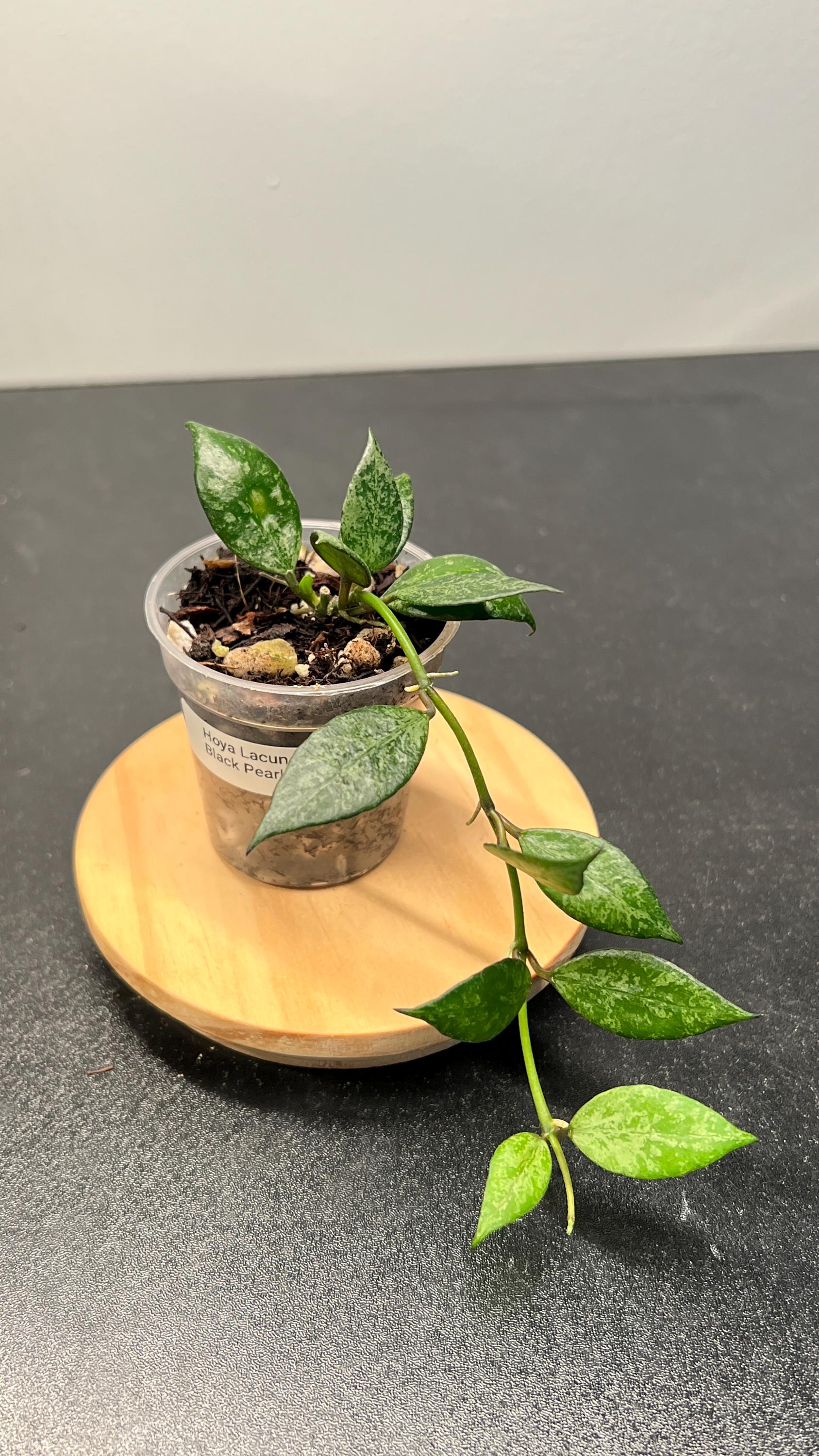 Hoya Lacunosa Black Pearl Indoor Plant