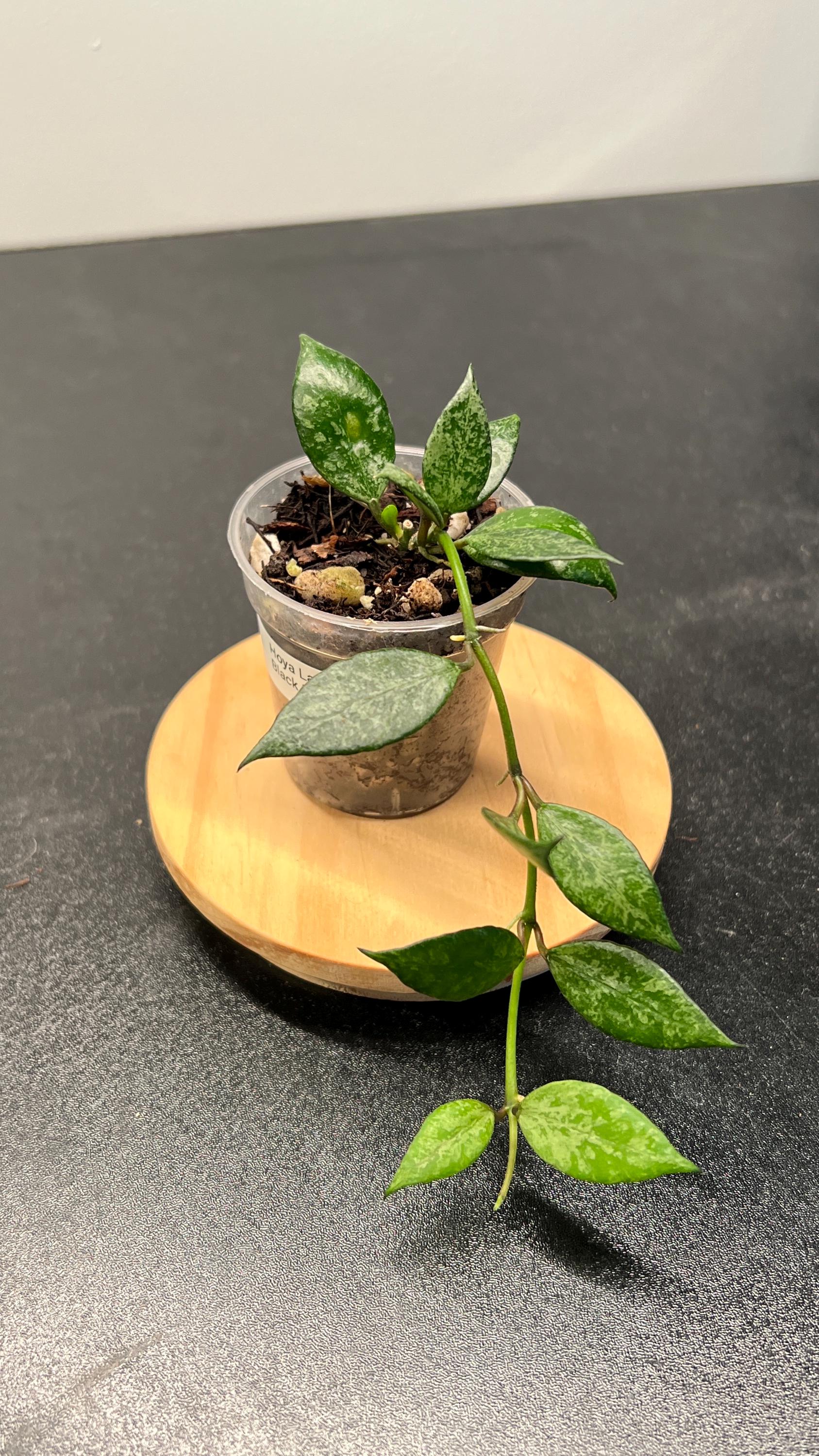 Hoya Lacunosa Black Pearl Indoor Plant