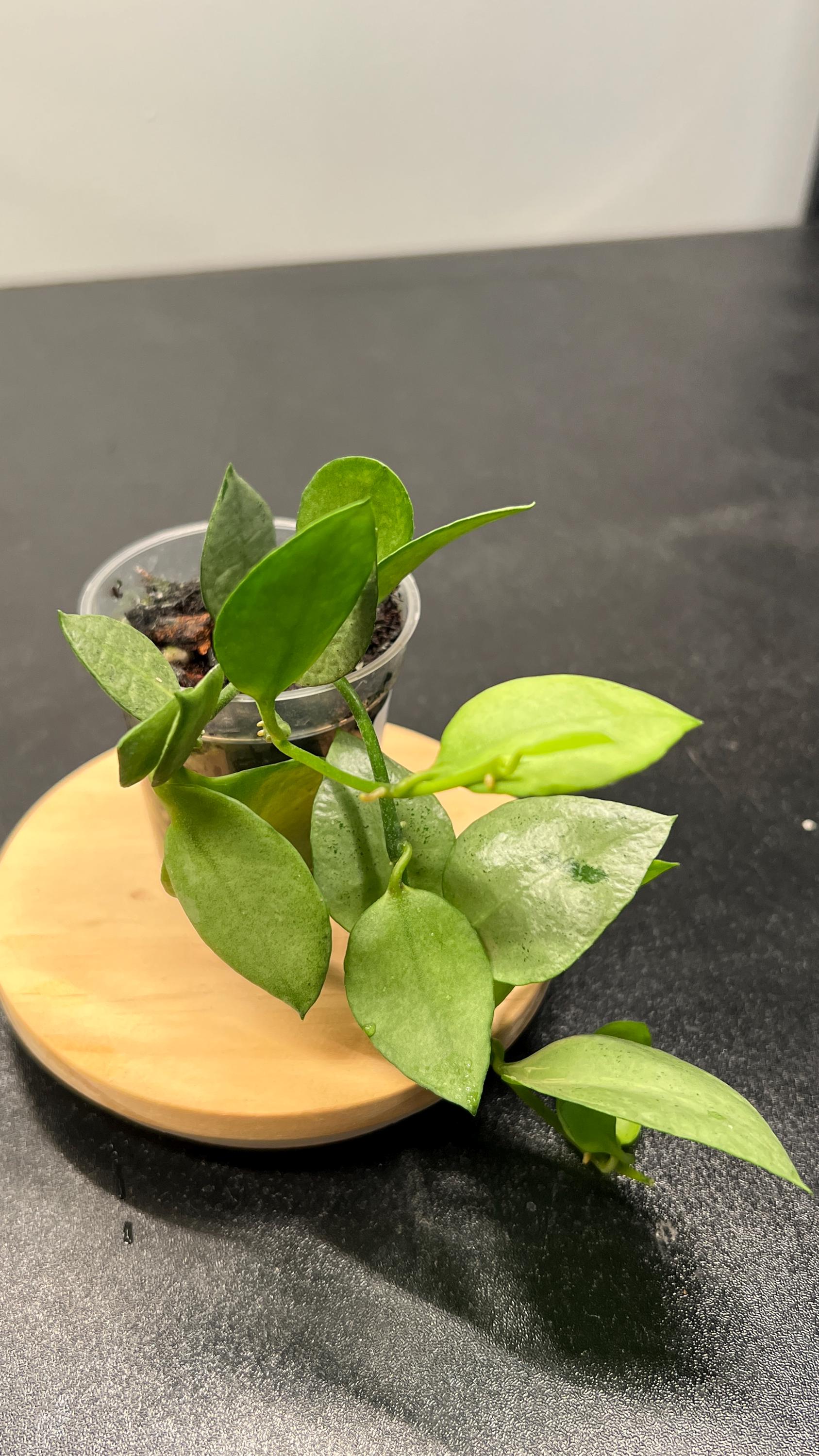 Hoya Lacunosa Orange Skin Indoor Plant