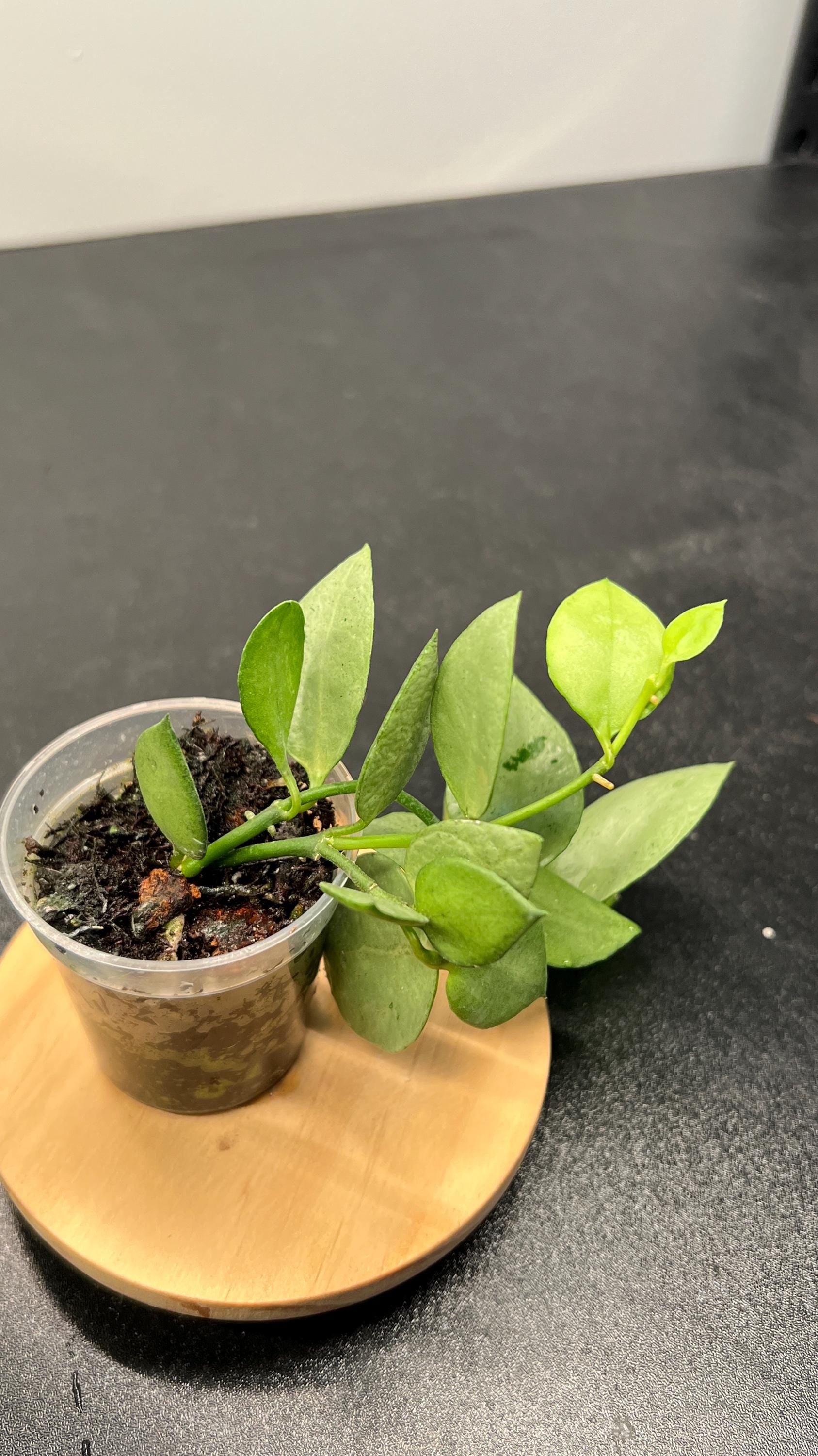 Hoya Lacunosa Orange Skin Indoor Plant