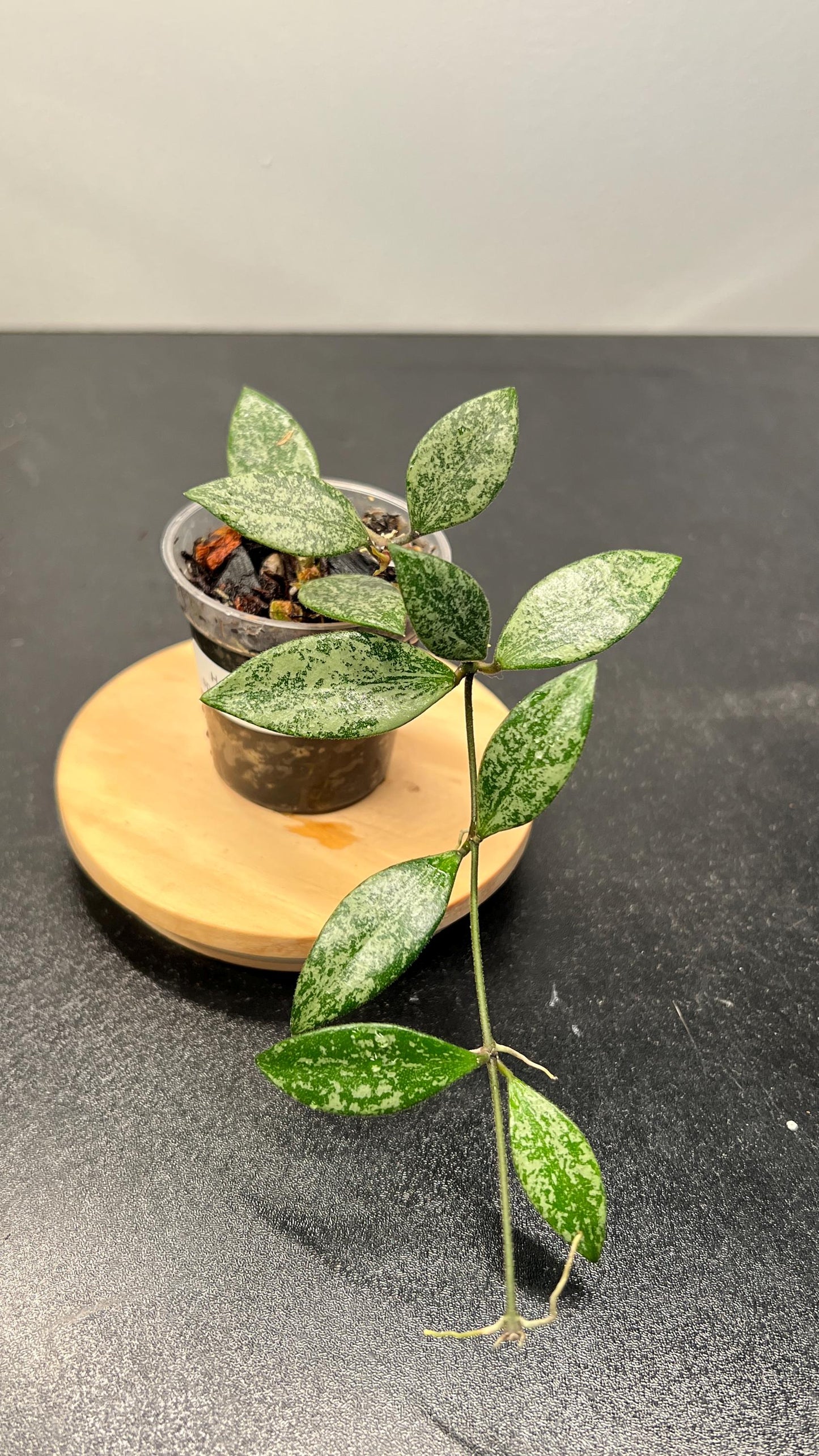 Hoya Lacunosa sp Cianjur Splash Indoor Plant