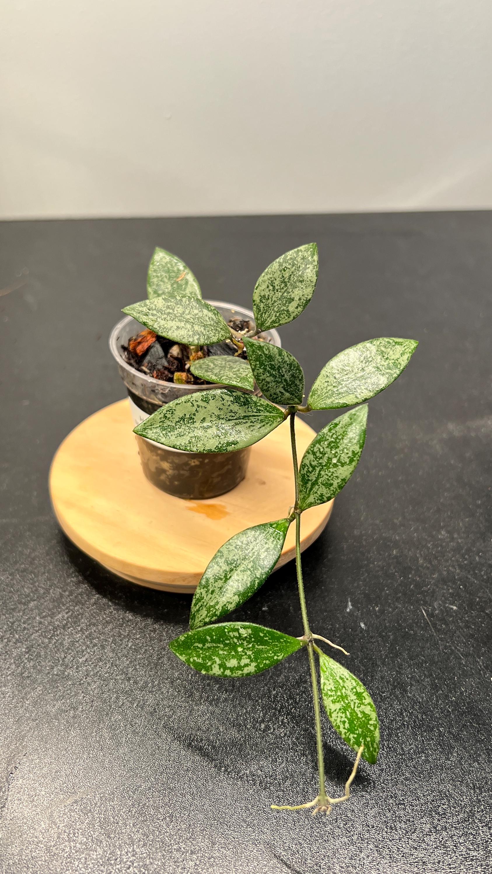 Hoya Lacunosa sp Cianjur Splash Indoor Plant