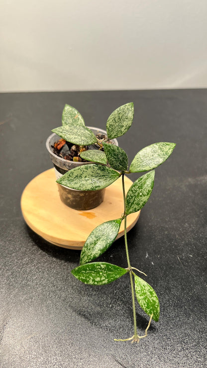 Hoya Lacunosa sp Cianjur Splash Indoor Plant