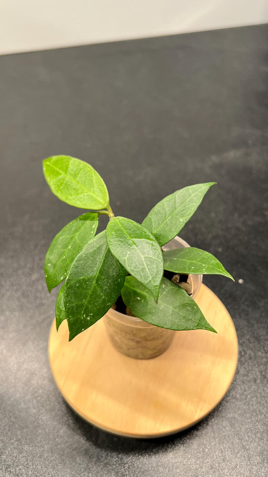Hoya Rebecca Indoor Plant