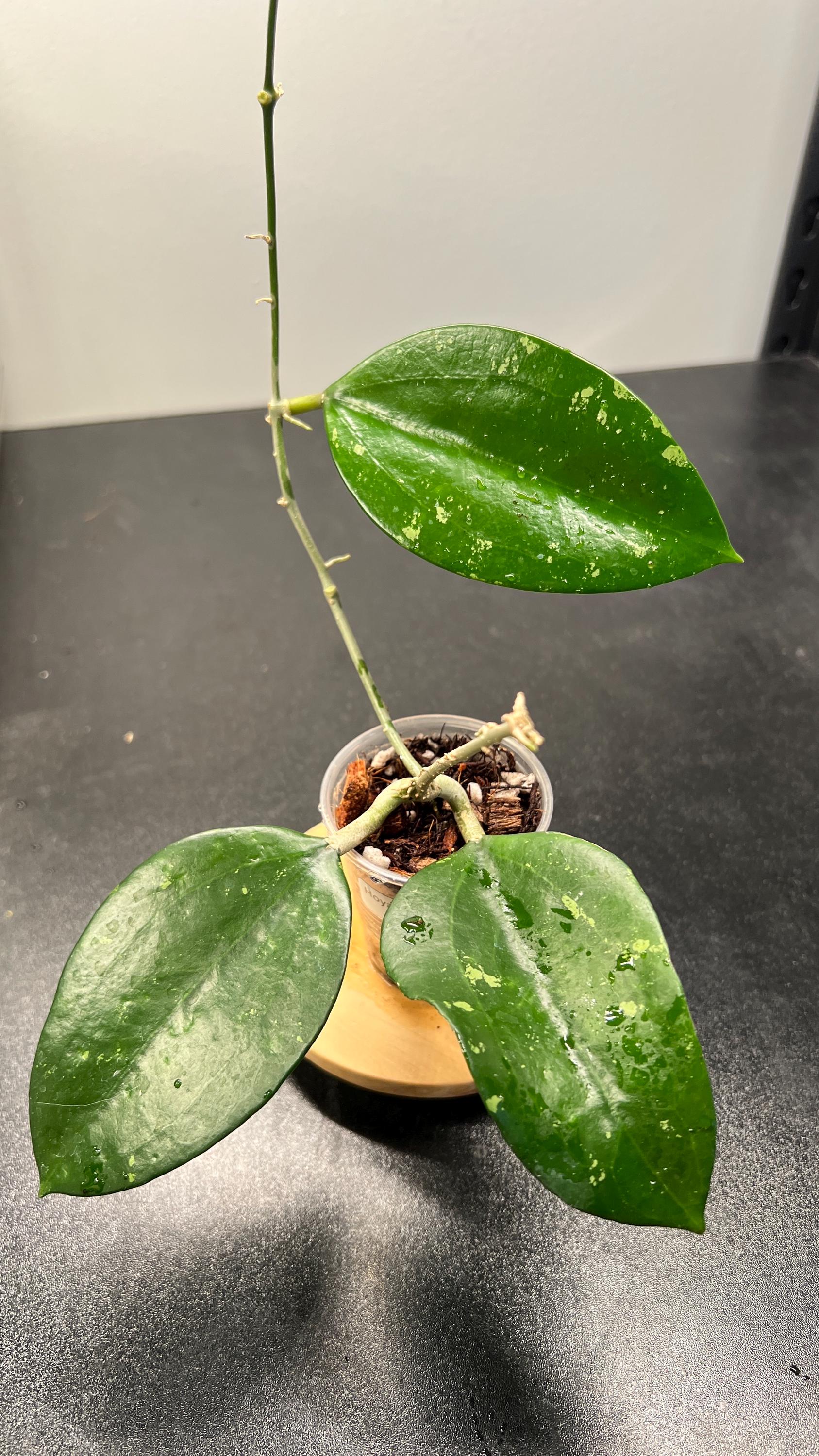 Hoya Pottsii Splash Indoor Plant
