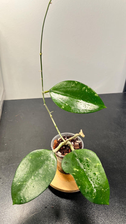 Hoya Pottsii Splash Indoor Plant