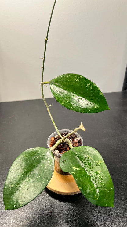Hoya Pottsii Splash Indoor Plant