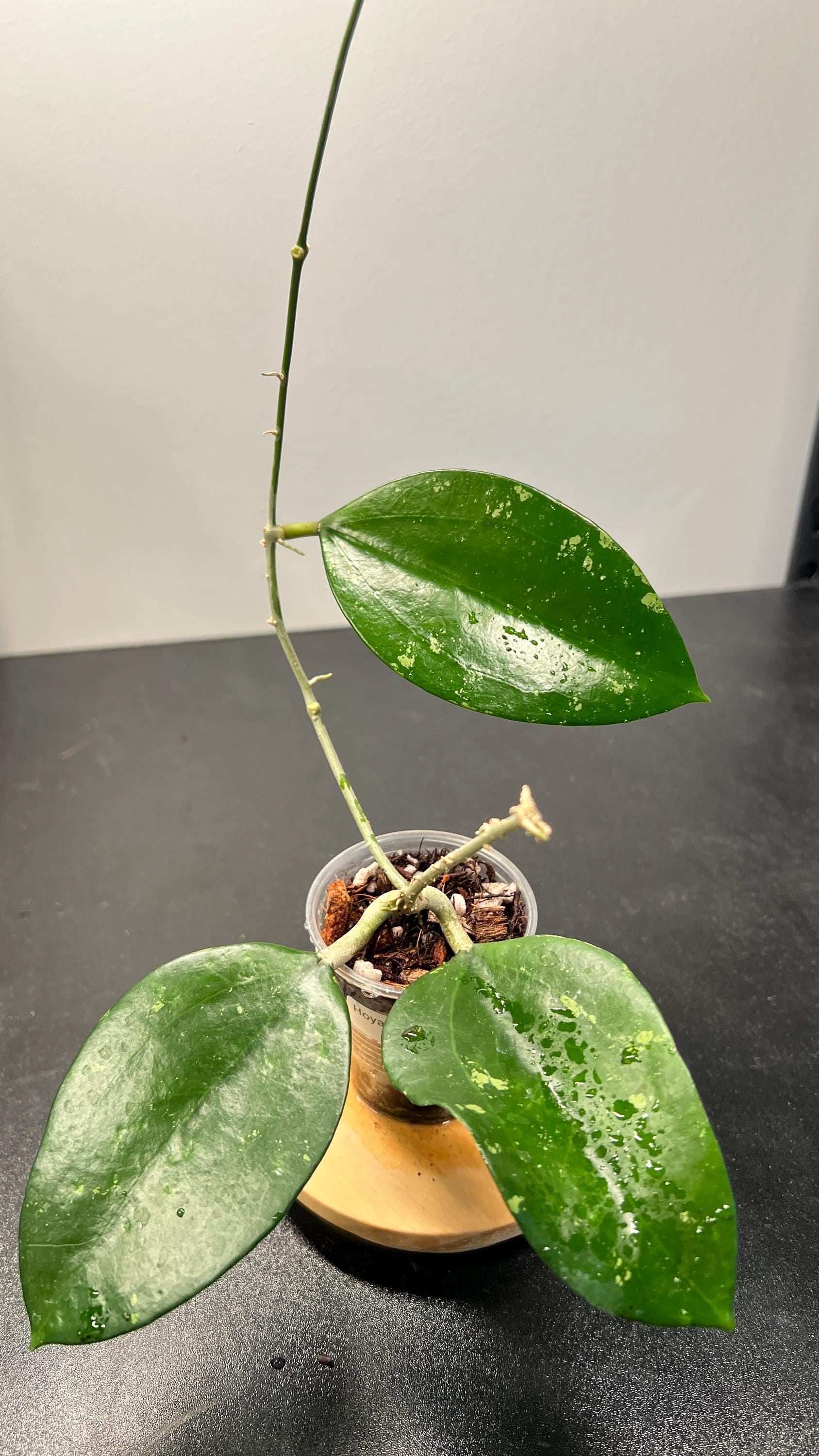 Hoya Pottsii Splash Indoor Plant