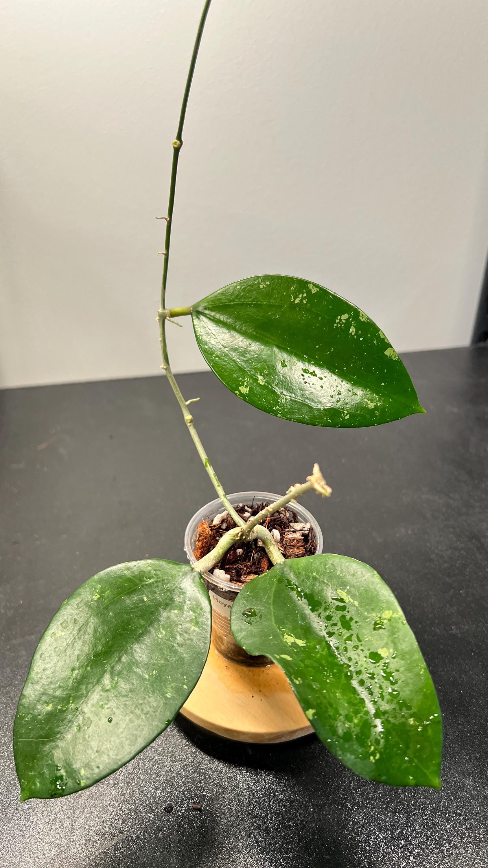 Hoya Pottsii Splash Indoor Plant