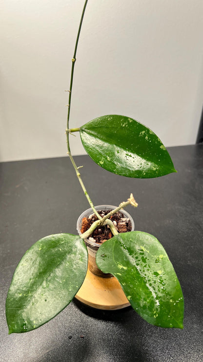 Hoya Pottsii Splash Indoor Plant
