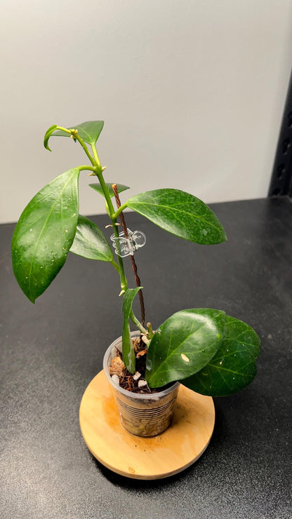 Hoya Obscura Indoor Plant