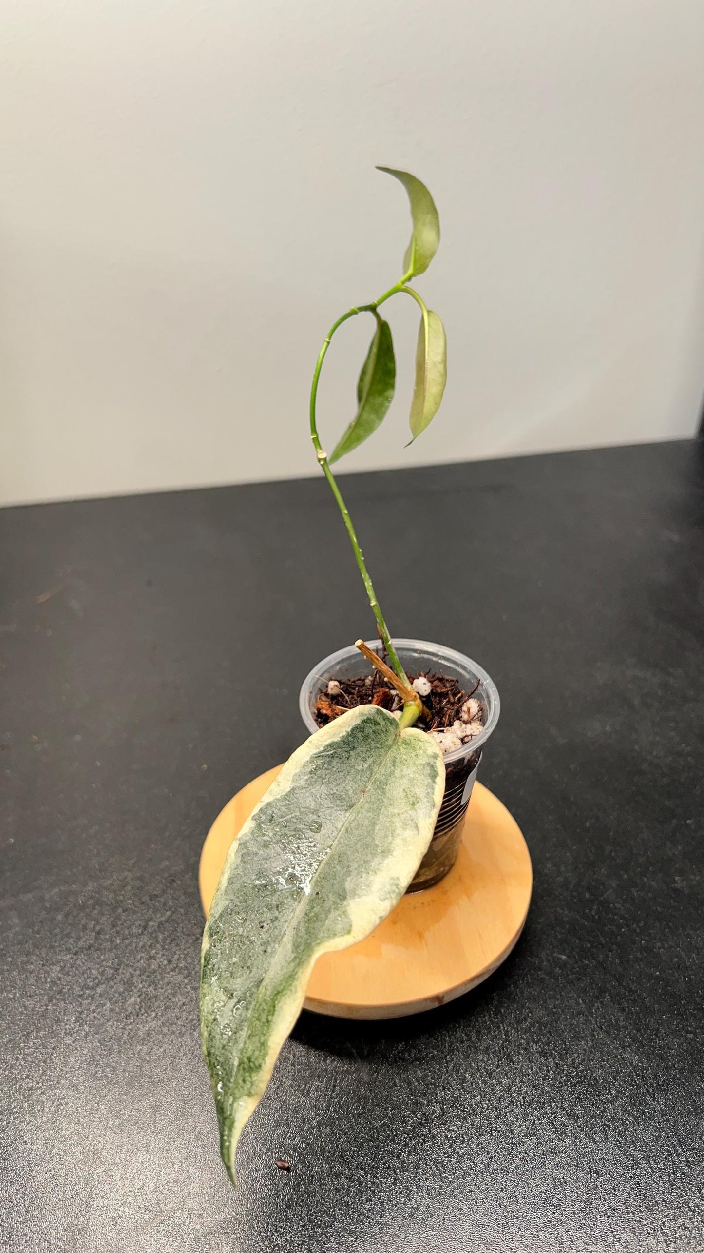 Hoya Archboldiana Albomarginata Indoor Plant