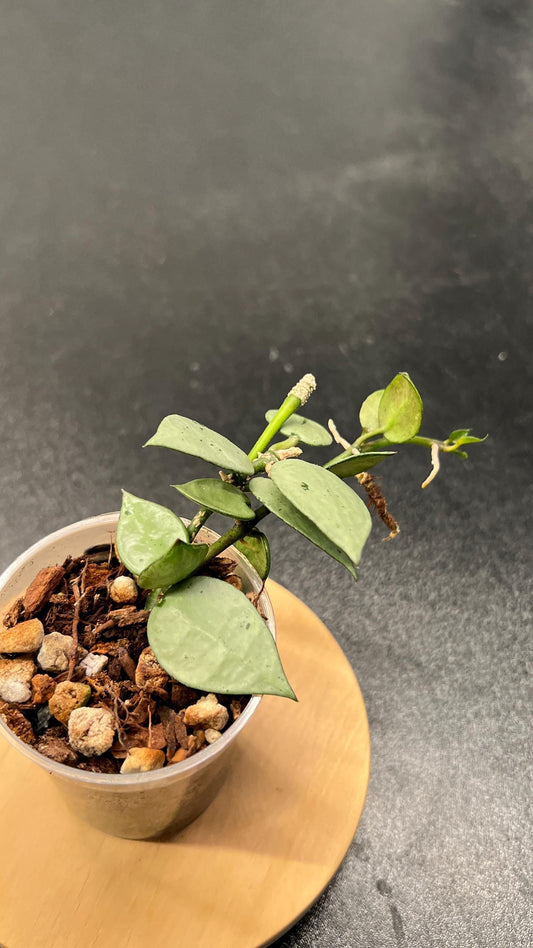 Hoya Krohniana Super Silver Indoor Plant