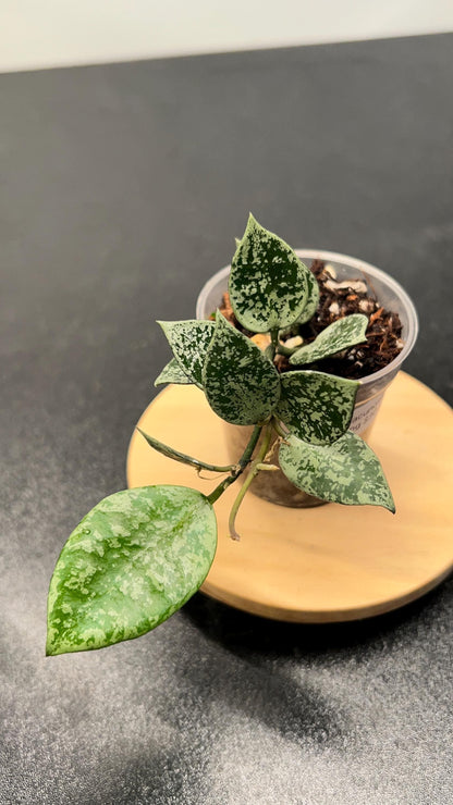 Hoya Lacunosa Gayung Indoor Plant