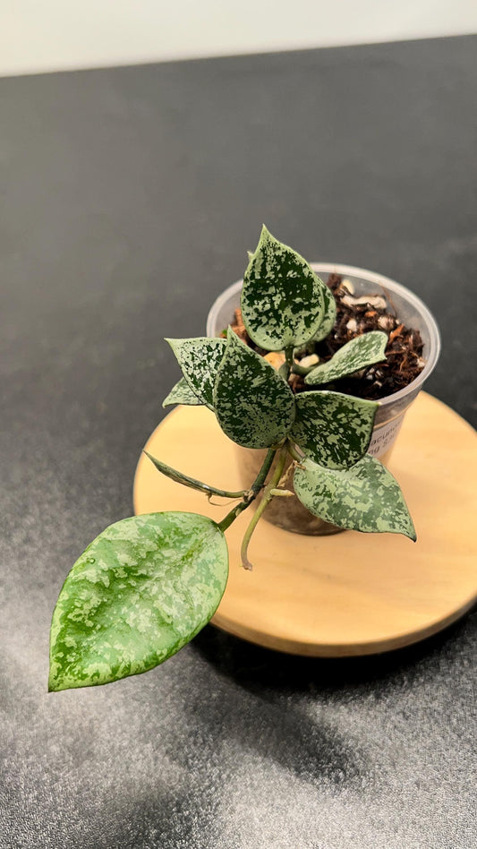 Hoya Lacunosa Gayung Indoor Plant
