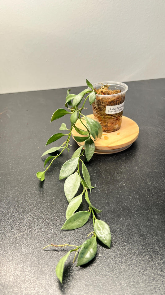 Hoya Lacunosa Louisa's Silver Indoor Plant