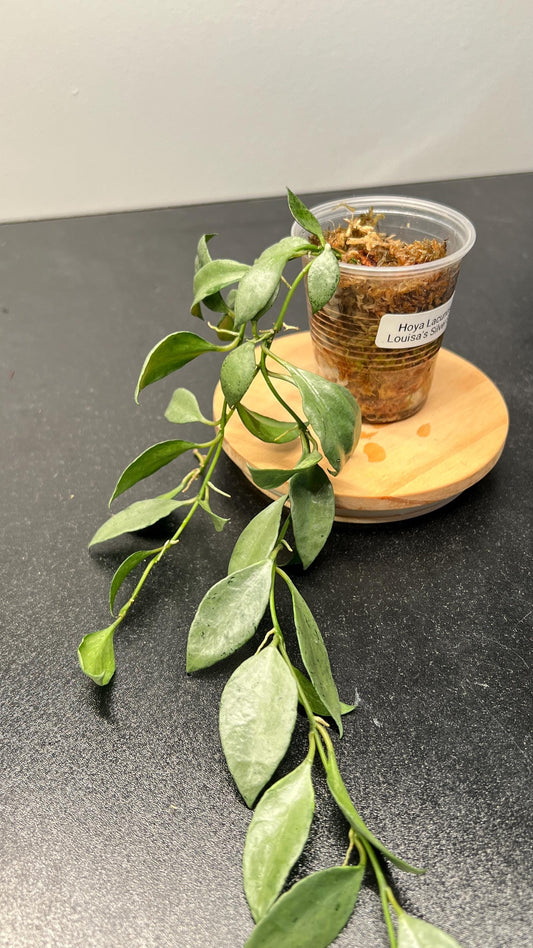Hoya Lacunosa Louisa's Silver Indoor Plant