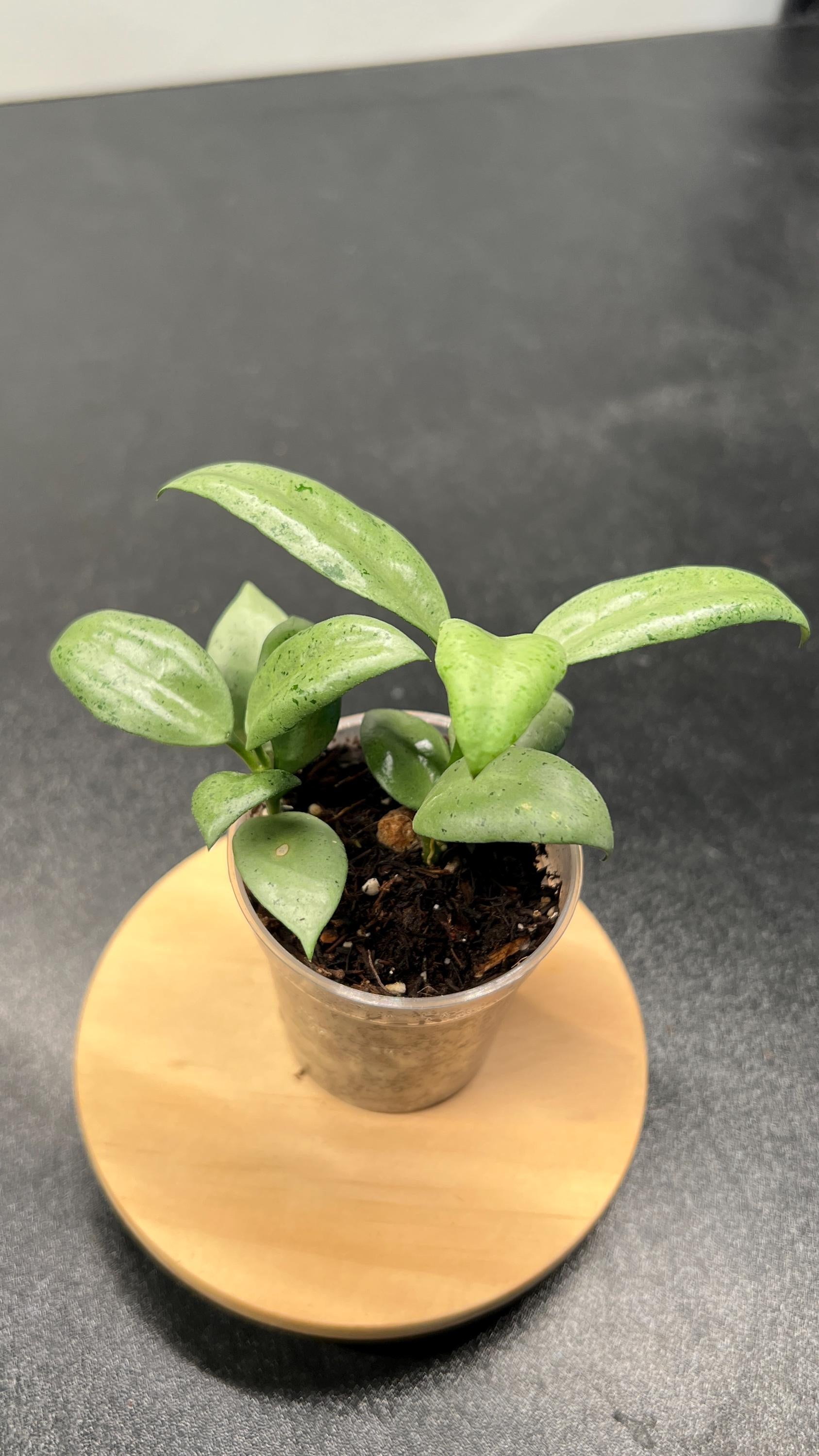 Hoya Lacunosa Moonshine Indoor Plant