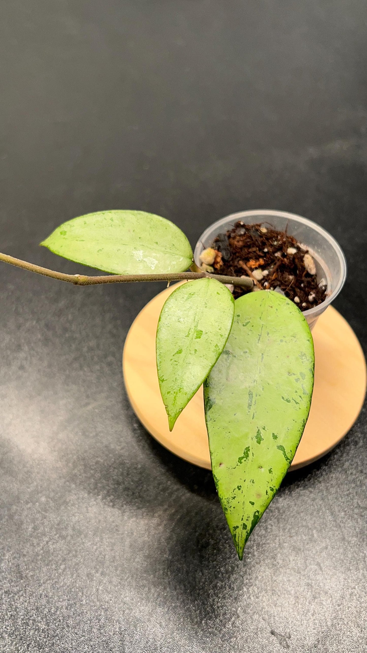 Hoya Snow Cui Silver Indoor Plant