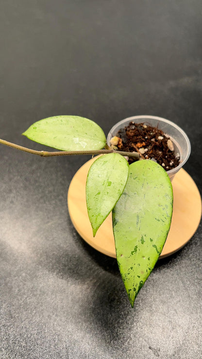 Hoya Snow Cui Silver Indoor Plant