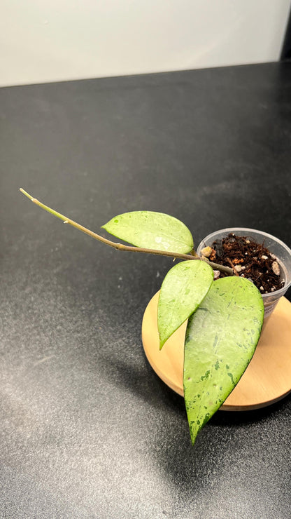 Hoya Snow Cui Silver Indoor Plant