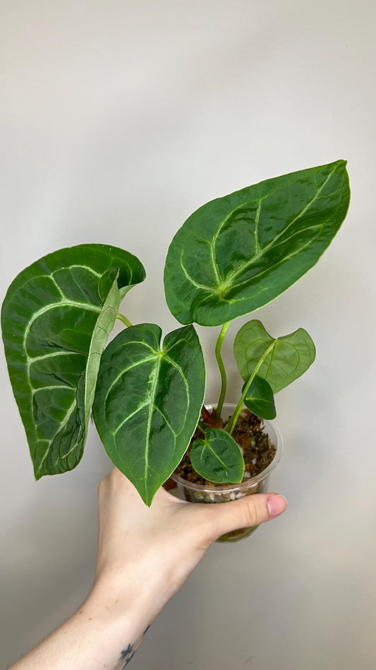 Anthurium Magnificum x Silver Blush Hybrid Indoor Plant