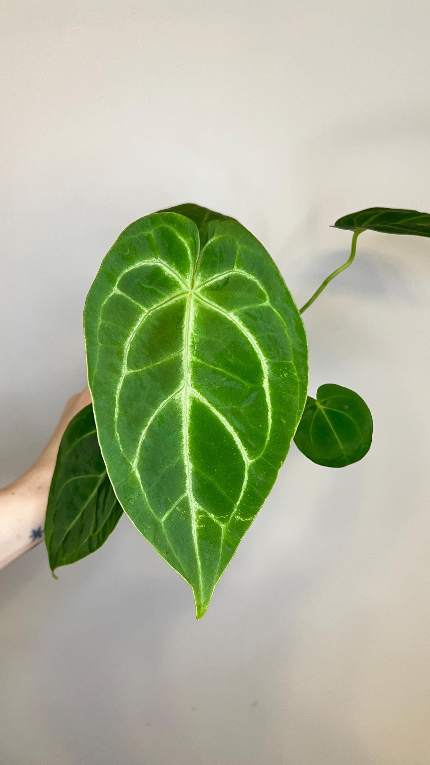 Anthurium Magnificum x Silver Blush Hybrid Indoor Plant