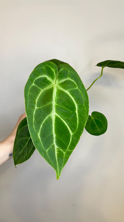 Anthurium Magnificum x Silver Blush Hybrid Indoor Plant