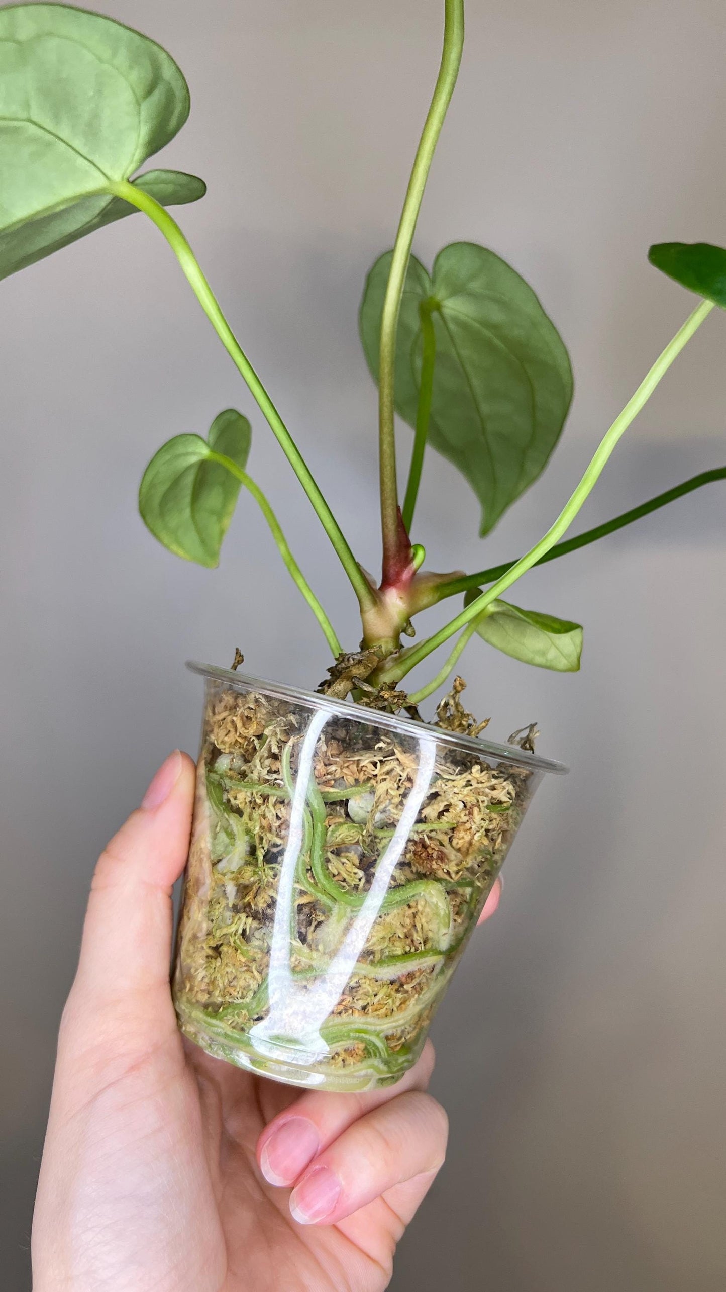 Anthurium Magnificum x Silver Blush Hybrid Indoor Plant