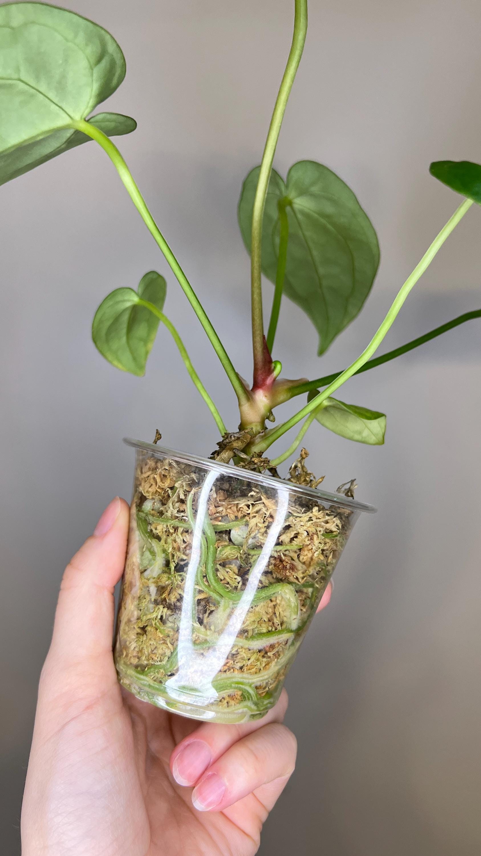 Anthurium Magnificum x Silver Blush Hybrid Indoor Plant