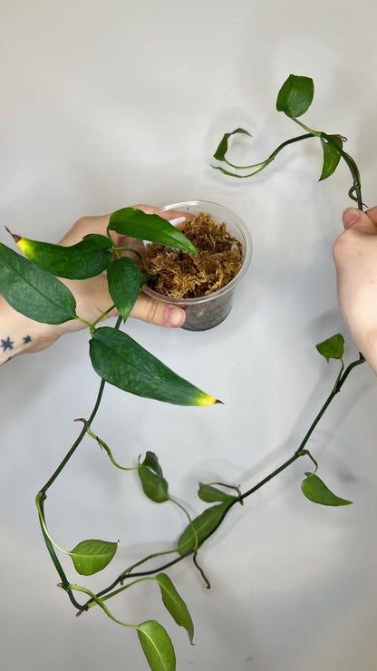 Epipremnum Skeleton Key Indoor Plant