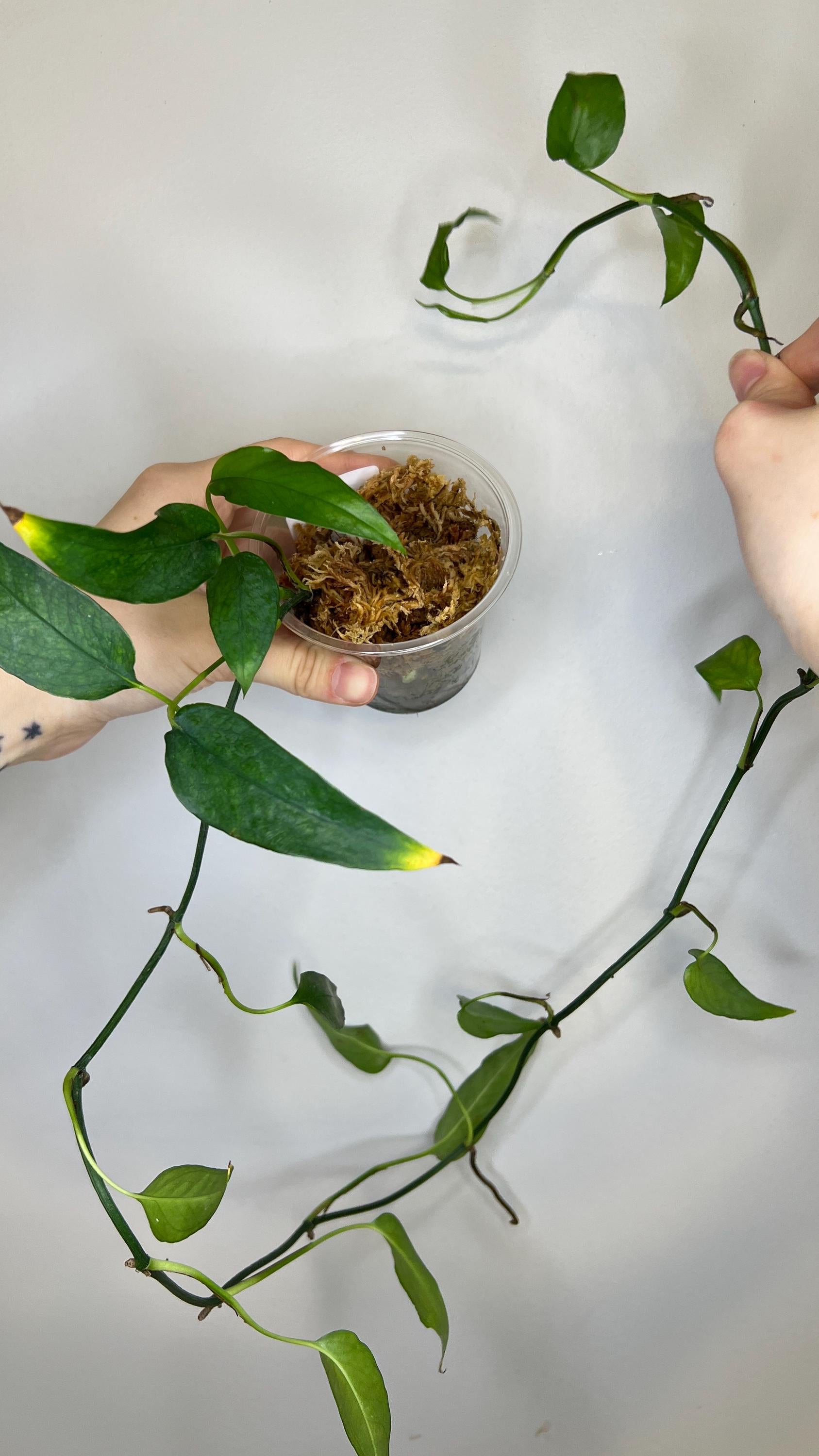 Epipremnum Skeleton Key Indoor Plant