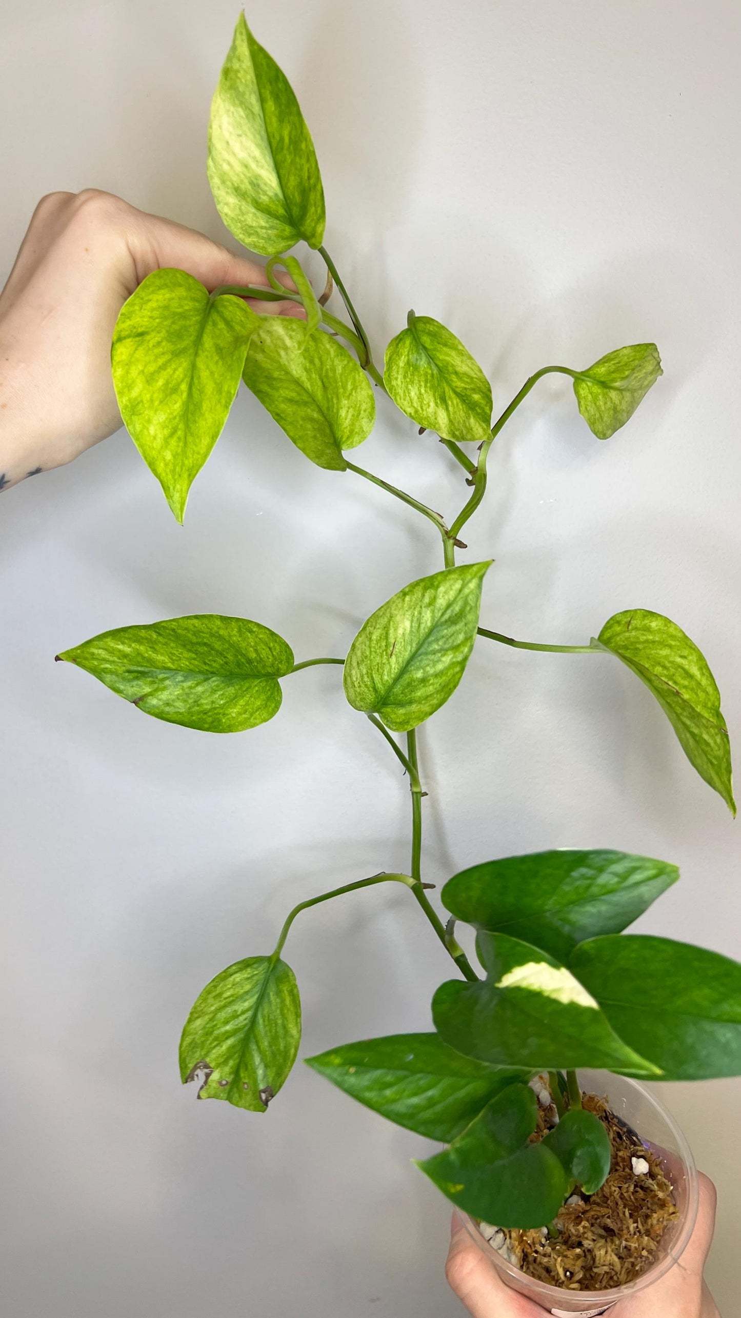 Teruno Hanahana Pothos Indoor Plant