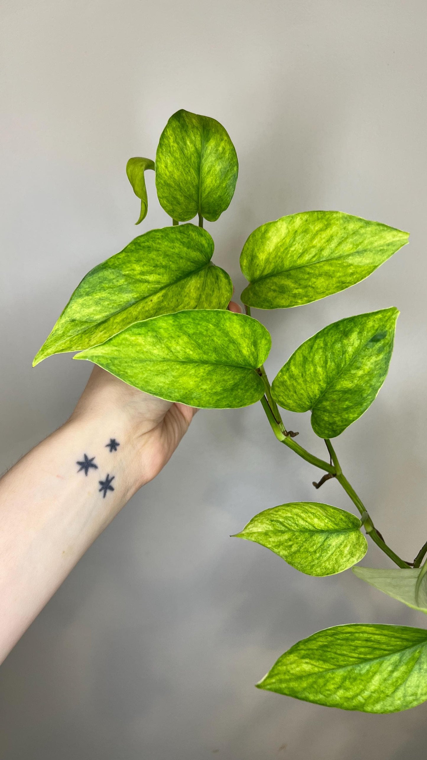 Teruno Hanahana Pothos Indoor Plant